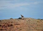 Steppebuizerd (Steppe buzzard)(buteo buteo vulpinus) - Bayanzag 19-08-2016 (7)
